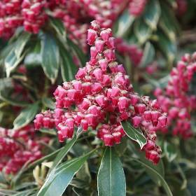 Pieris japonica