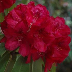 Rododendron